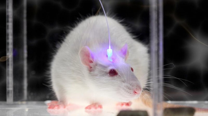 Исследования на мышах показало реакцию мозга на частые удары