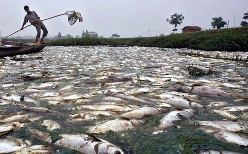 Из-за сточных вод в Индии начала умирать рыба