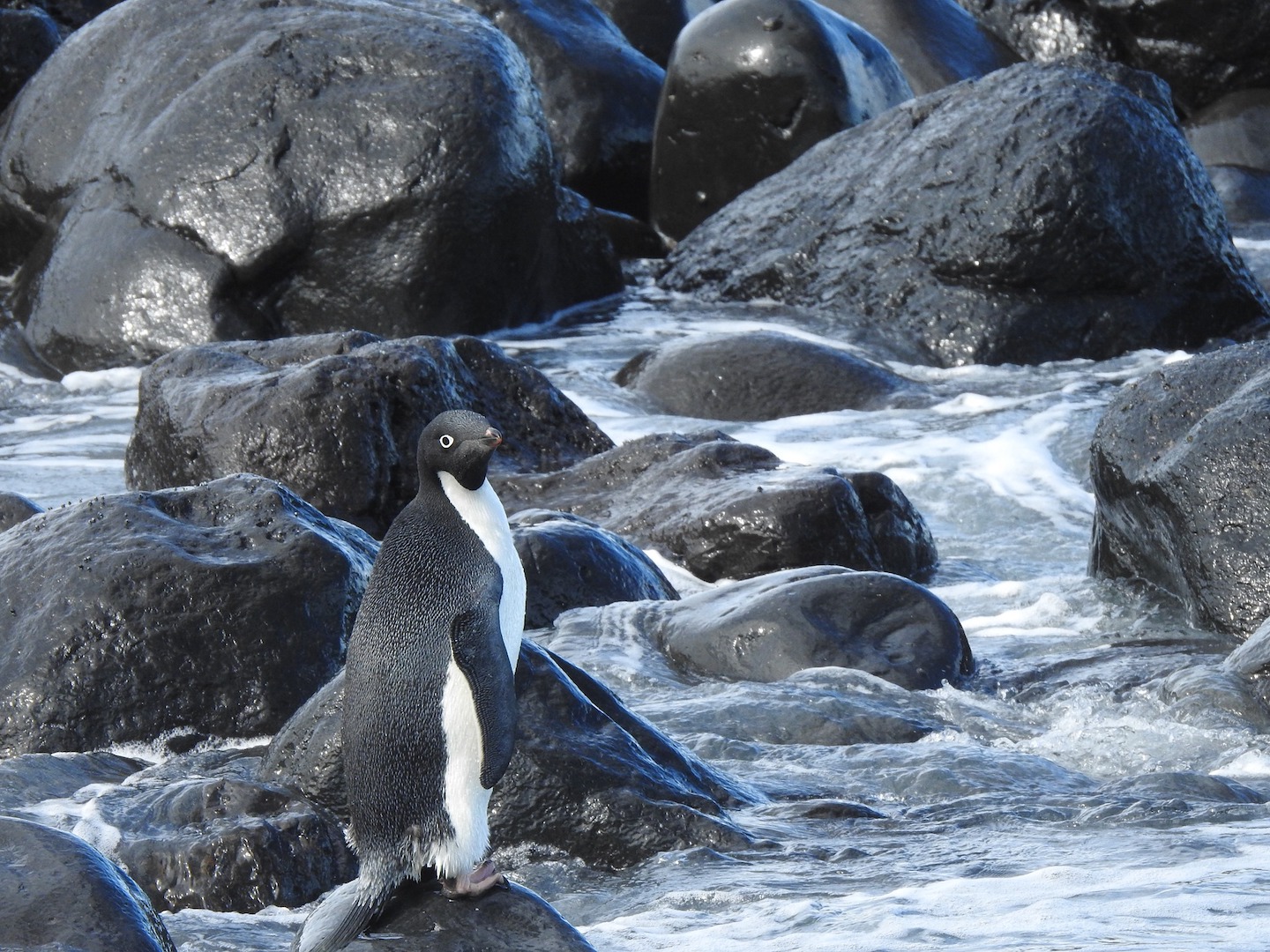 Антарктический пингвин случайно оказался в 2000 милях от дома