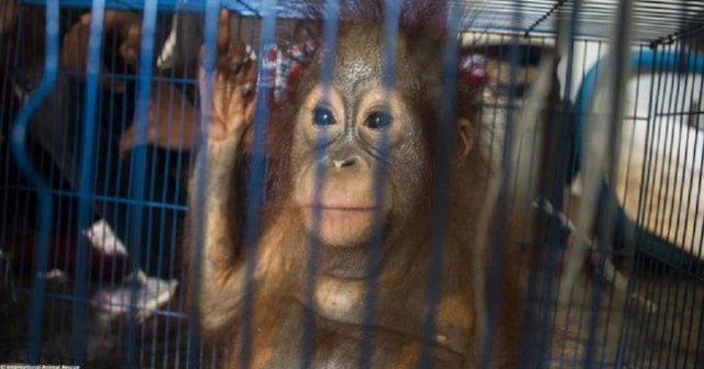 Обезьянья оспа: ВОЗ сожалеет о нападениях на обезьян в Бразилии