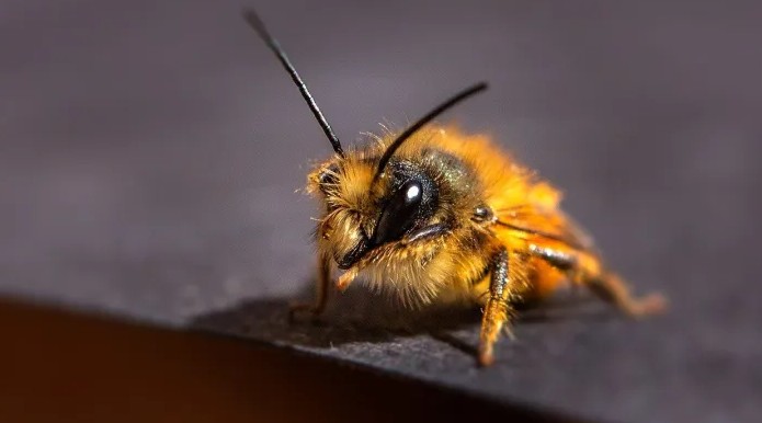 Европарламентарии обсуждают спасение пчел от фермеров