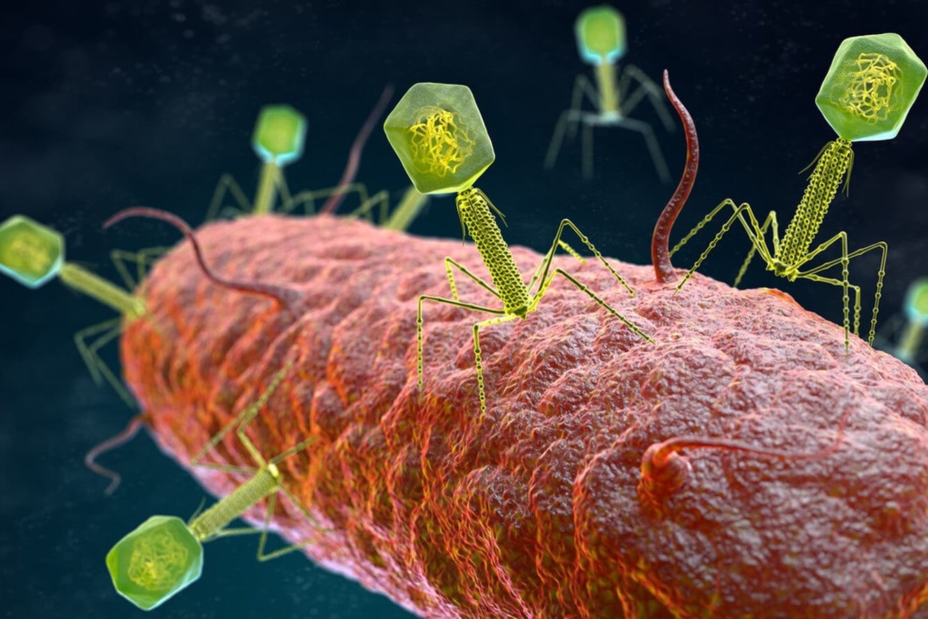Открыта геномная тайна бактериофага BF23: новые возможности в борьбе с резистентными бактериями