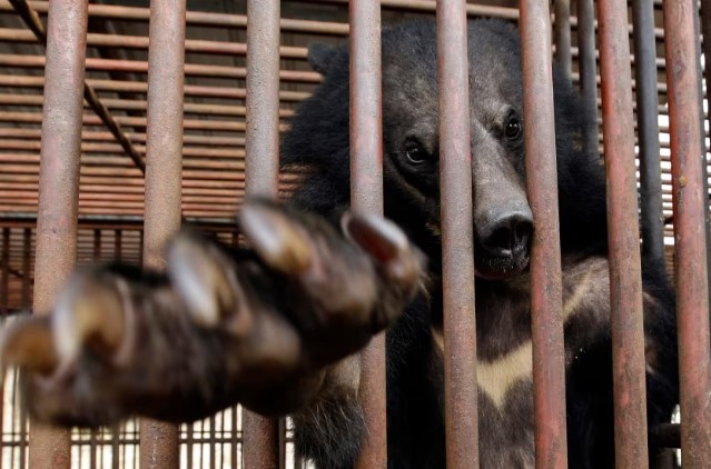Южная Корея окончательно закрывает индустрию добычи медвежьей желчи: под запрет попадает разведение и содержание медведей